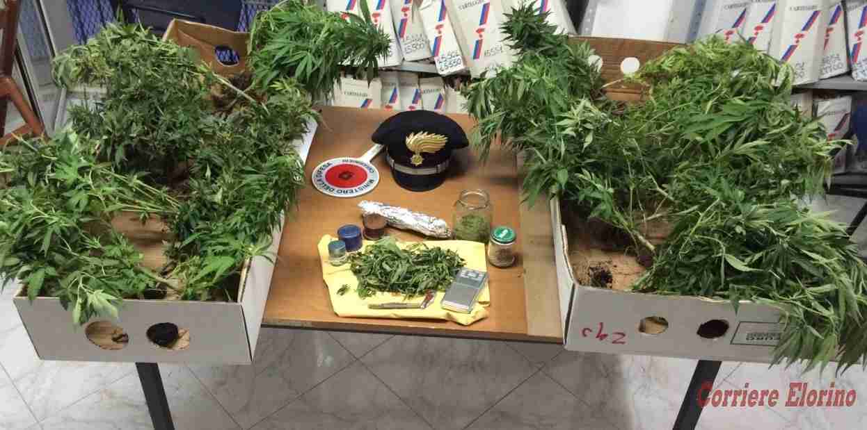 Coltivava e spacciava marijuana: arrestato dai Carabinieri di Rosolini