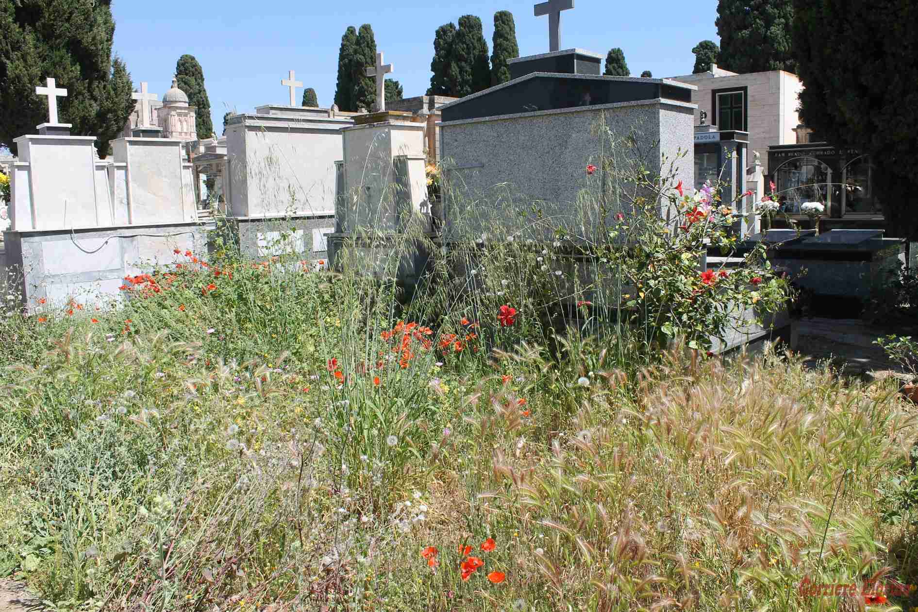 Cimitero comunale con erba alta due metri: perché arrivare a questo punto?