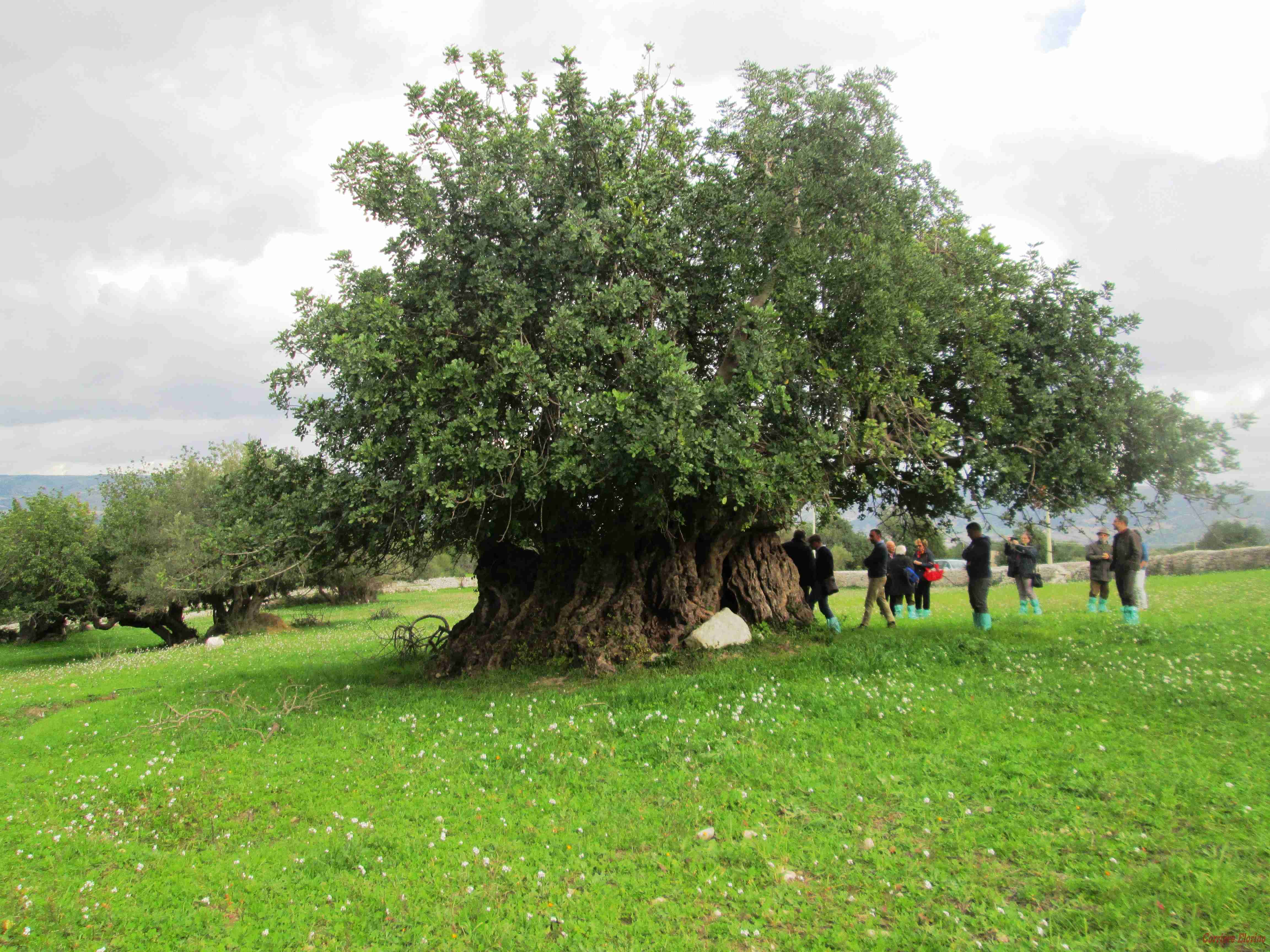 M5S Rosolini: Comuni iblei tutelino gli alberi monumentali per proteggere nostra identità