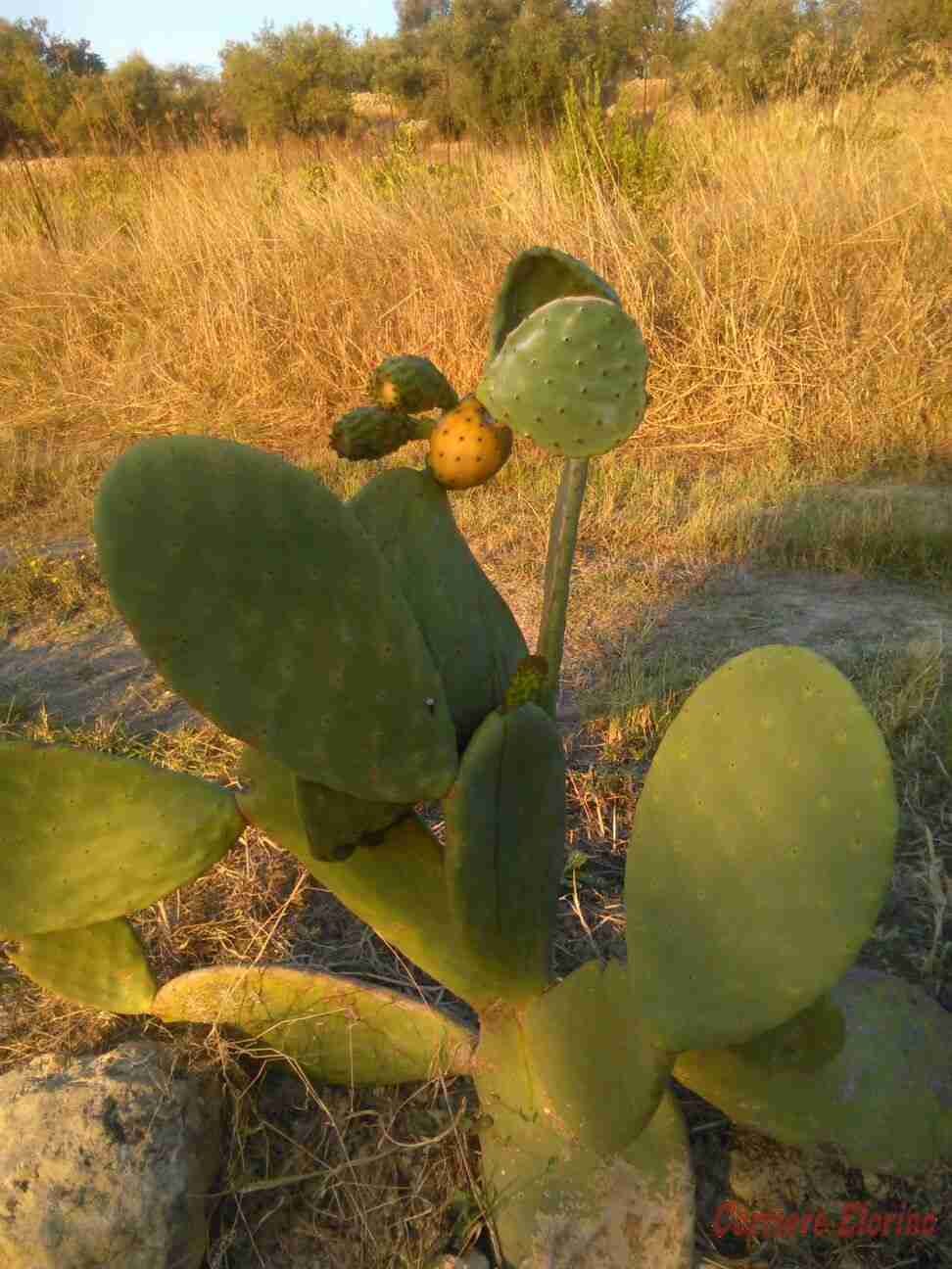 Una stranezza della natura