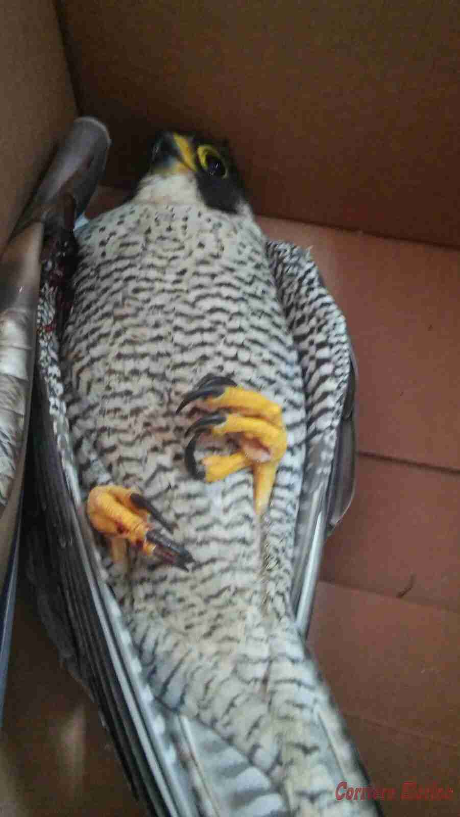 Esemplare di Falco Pellegrino salvato dalla Guardia nazionale ambientale di Rosolini