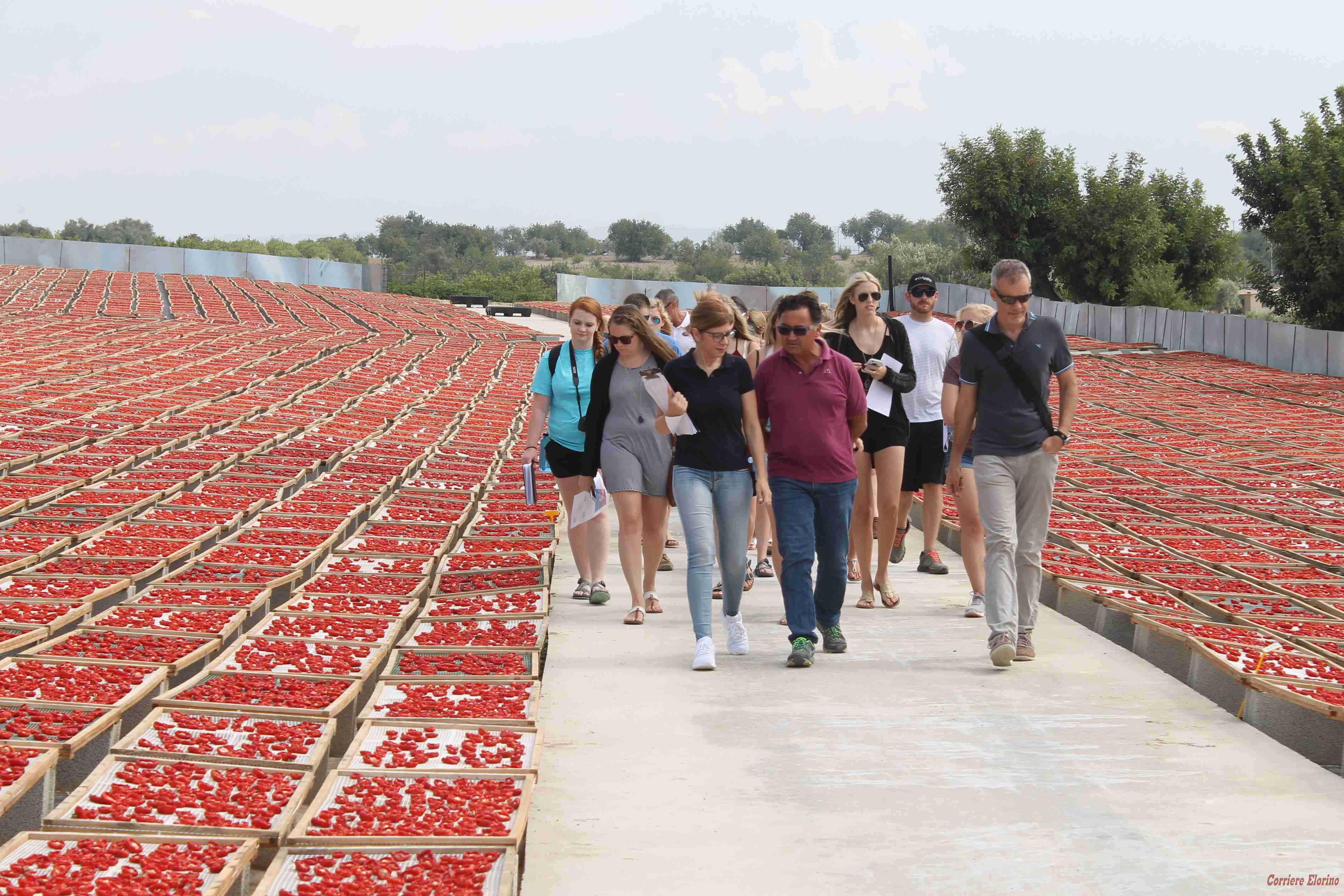 Dall’America per studiare i pomodori secchi dell’Agriblea di Gino Agosta