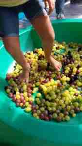 vendemmia-scuola-3-576x1024