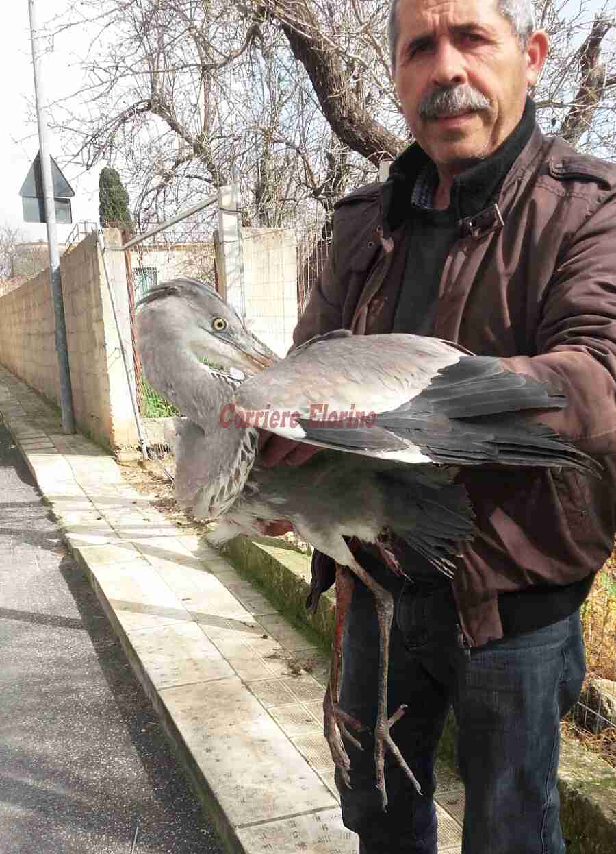 Fiume Tellaro: bracconieri sparano ad un airone, salvato dagli agenti Fipsas