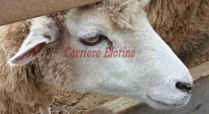 Intimidazione a Rosolini: testa di pecora mozzata davanti l’abitazione del responsabile all’Ecologia