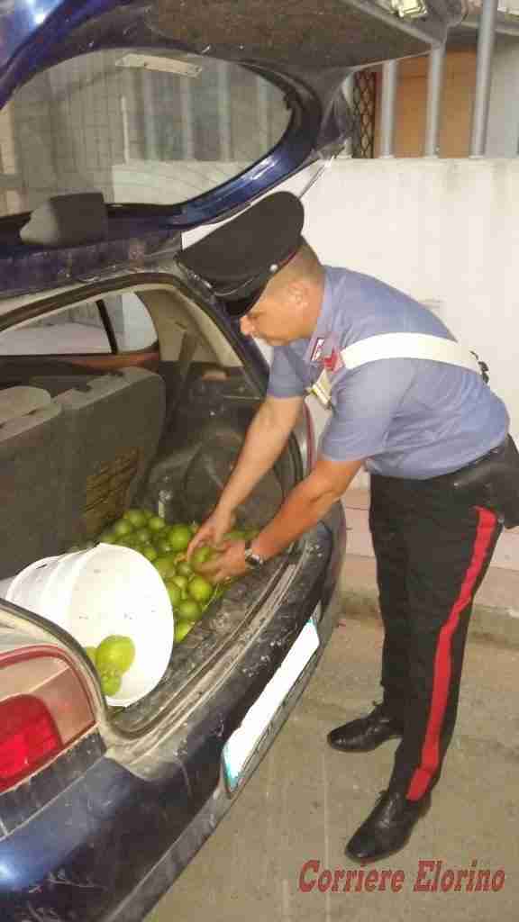 Ruba limoni, guardia giurata gli spara allo pneumatico e lo fa arrestare dai Carabinieri