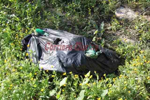 Una testa di cavallo in putrefazione in contrada Timparossa