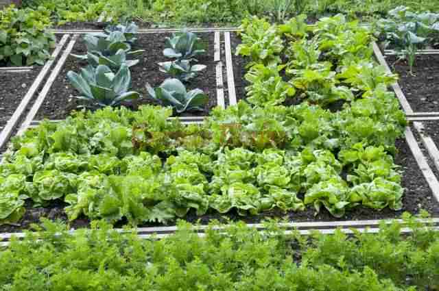 Orti sociali a Rosolini, al via le domande per ottenere 60 mq di terreno in contrada Casazza