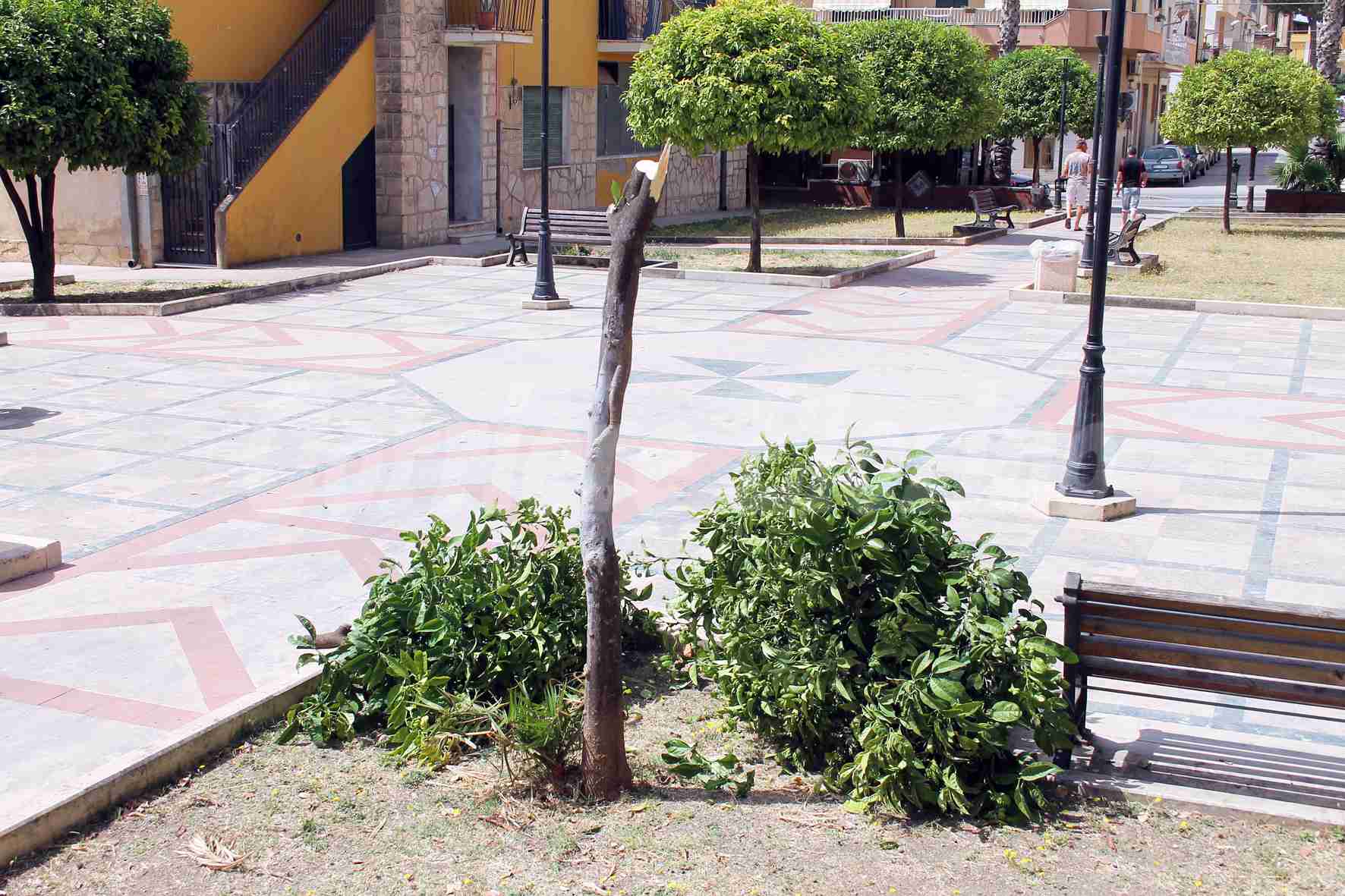 Piazza “Saro Adamo”, vandali tranciano i rami di un albero
