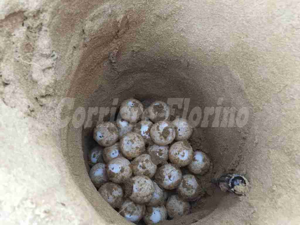 Santa Maria del Focallo. Nidificazione record della tartaruga Caretta caretta. 4 nidi e 330 uova
