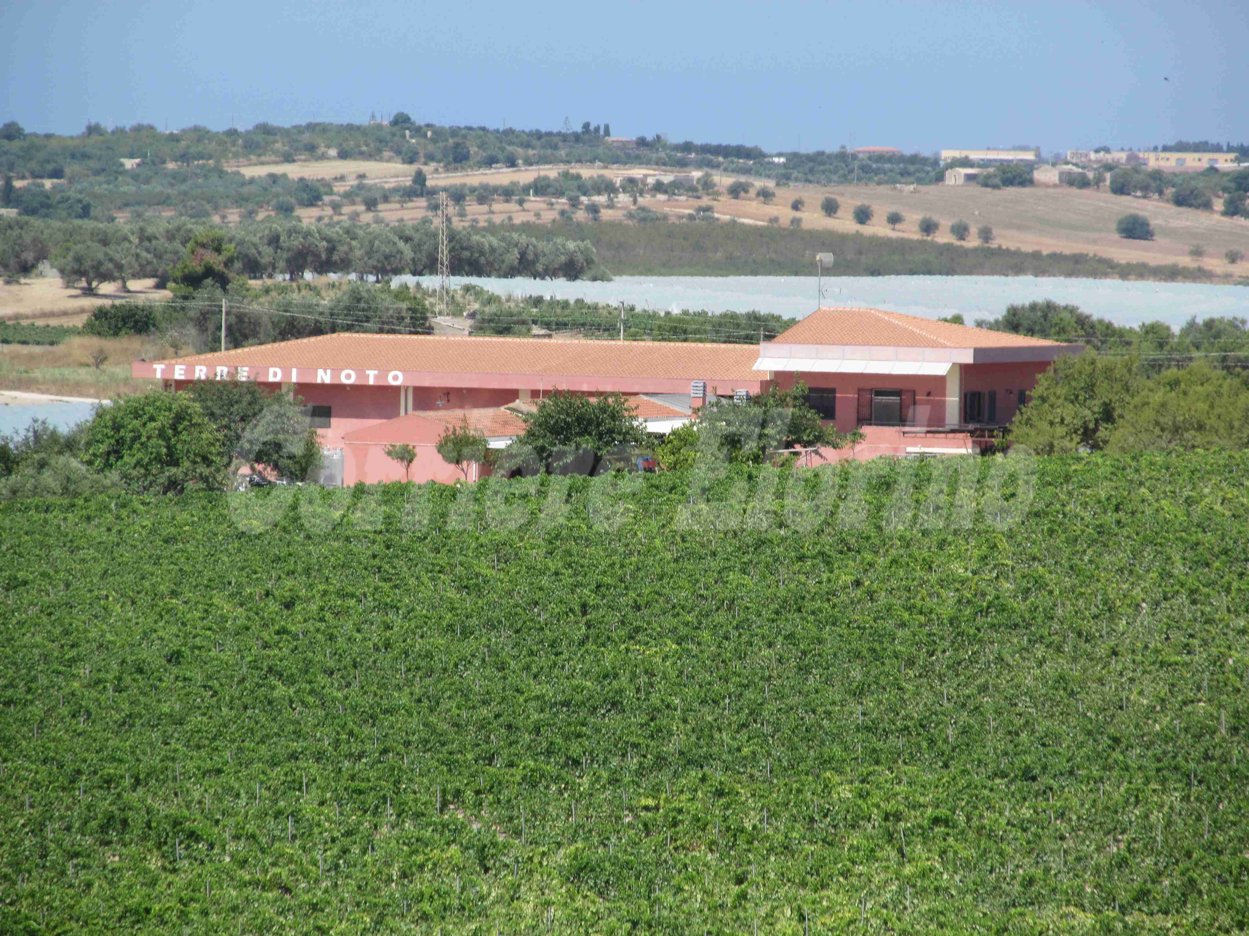 Il 3 agosto “Terre di Noto” offre una giornata informativa sulla “biodiversità dei vitigni regionali”