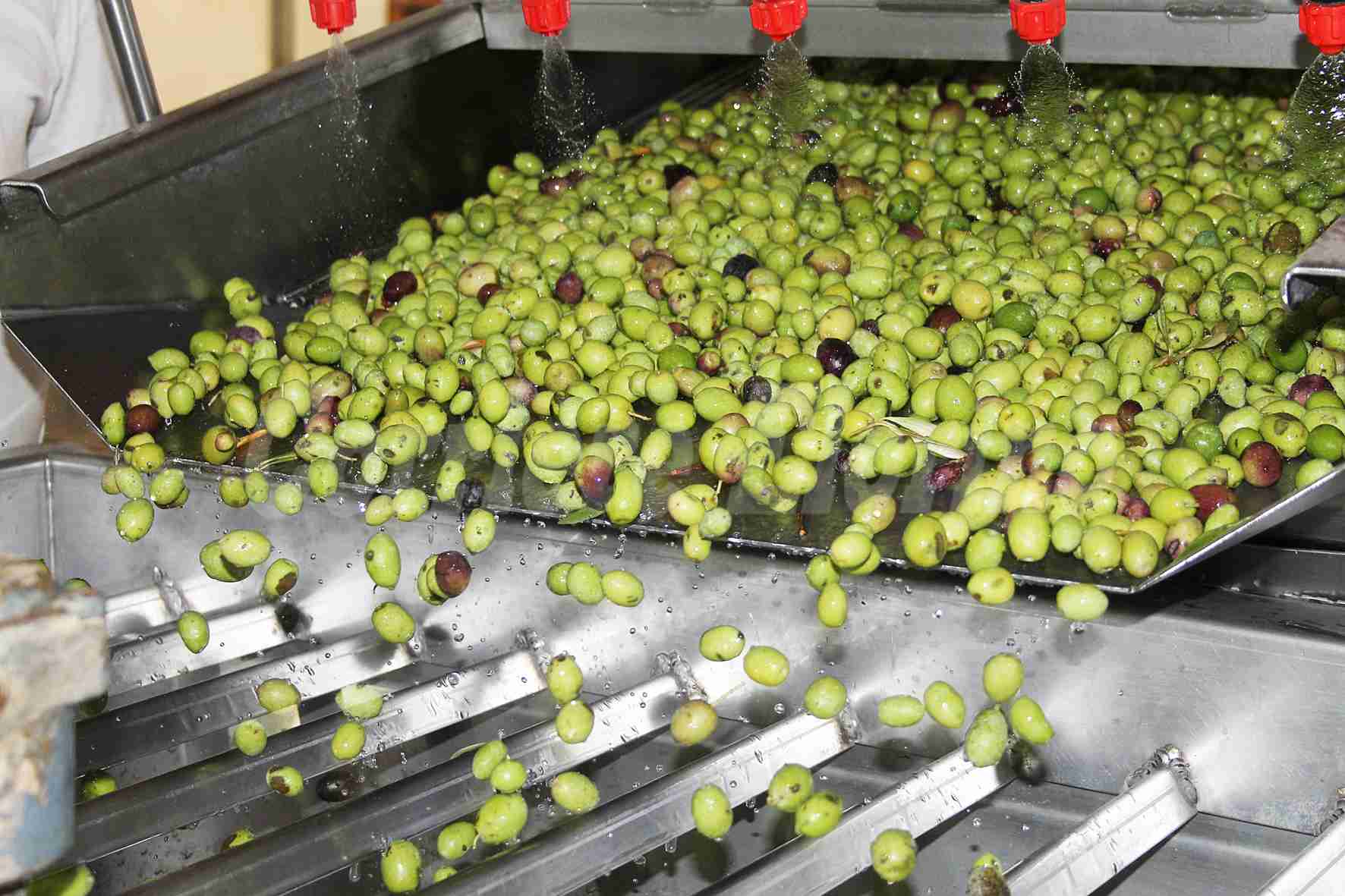 Oleificio Nobile: dall’1 settembre iniziata già la molitura delle olive