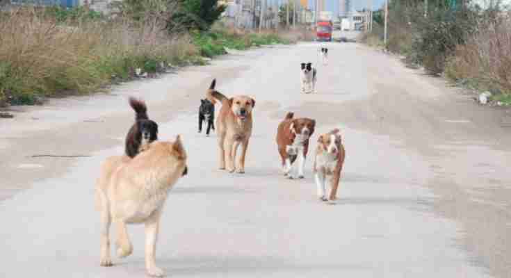 Pubblicato il bando di gara da 105.000 euro per l’affidamento del servizio di custodia cani randagi