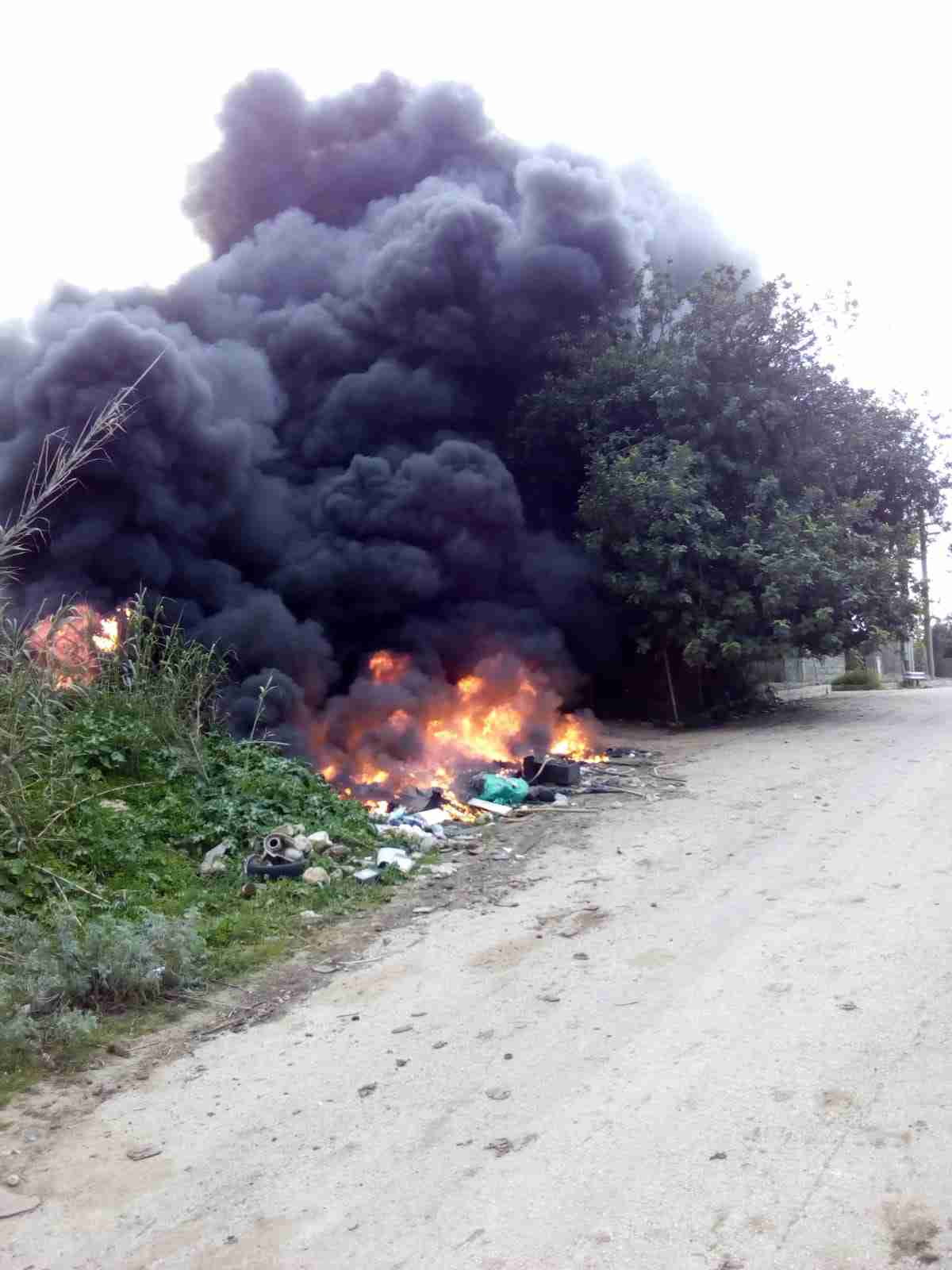 Il trionfo dell’ignoranza, plastica in fiamme rischia di distruggere il carrubo secolare