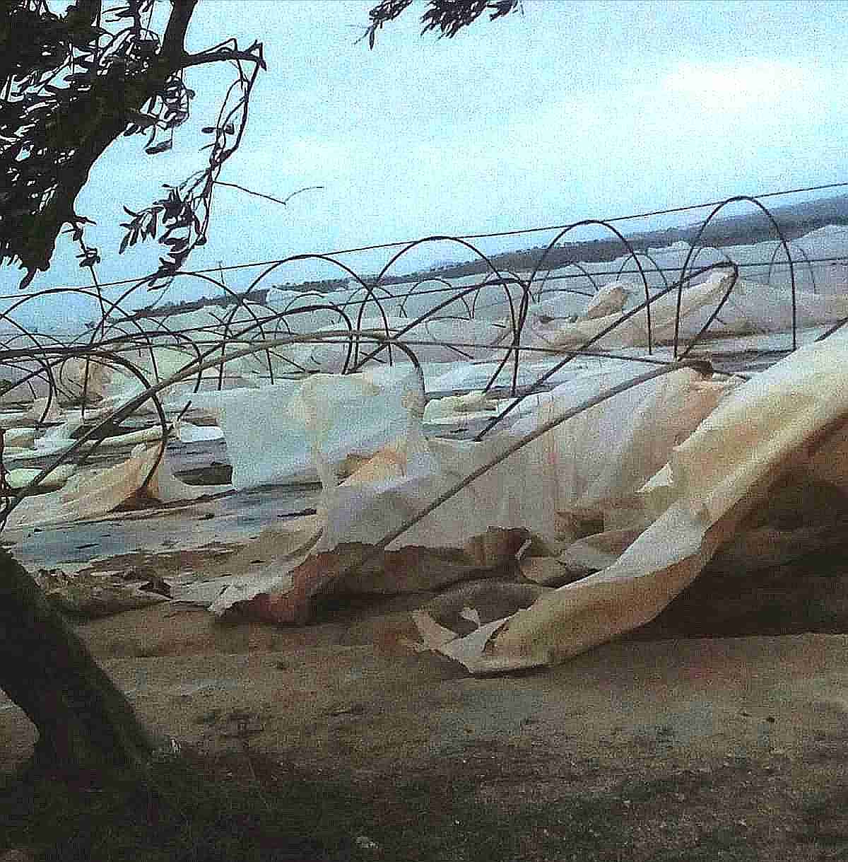 Serre tunnel scoperchiate dal vento da Pachino a Rosolini; comincia la conta dei danni