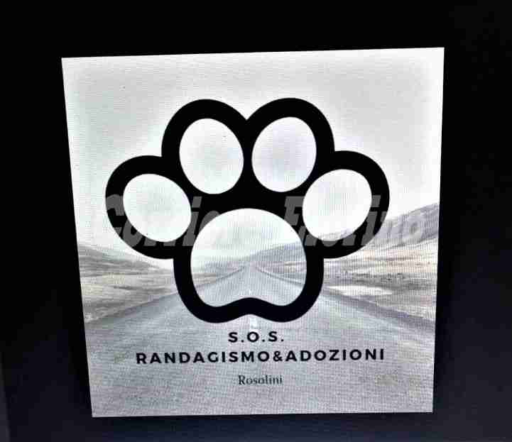 La pagina A Zampa Tesa cambia in “S.O.S Randagimo&Adozioni”