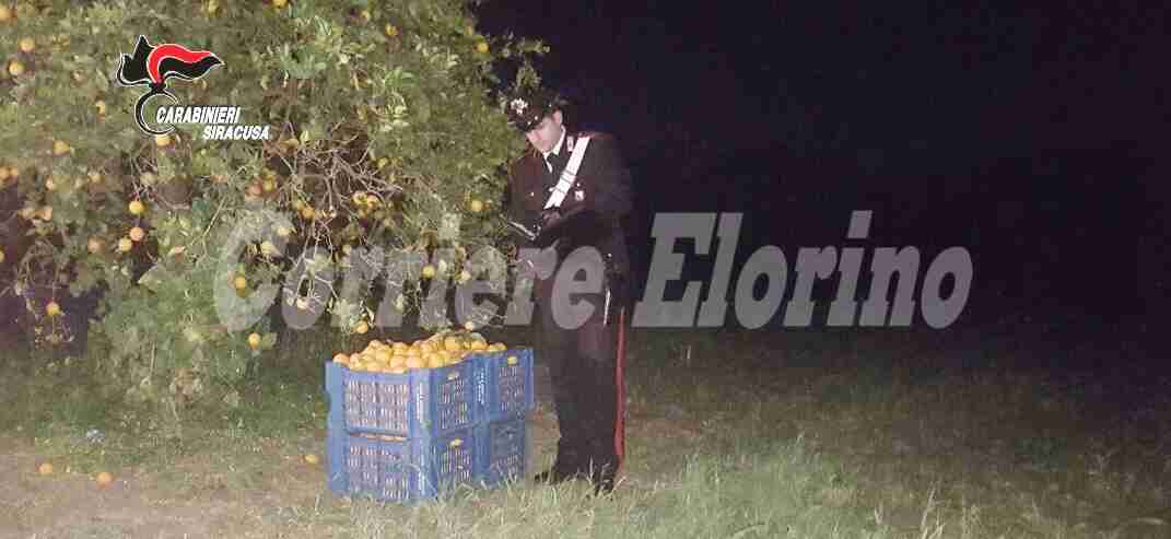 Rubano 250 kg di arance, arrestate due persone