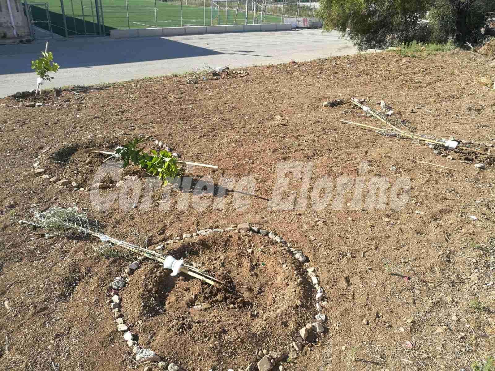 S.Domenico Savio vandalizzato: spezzati gli alberi piantati dagli Scout Rosolini 1