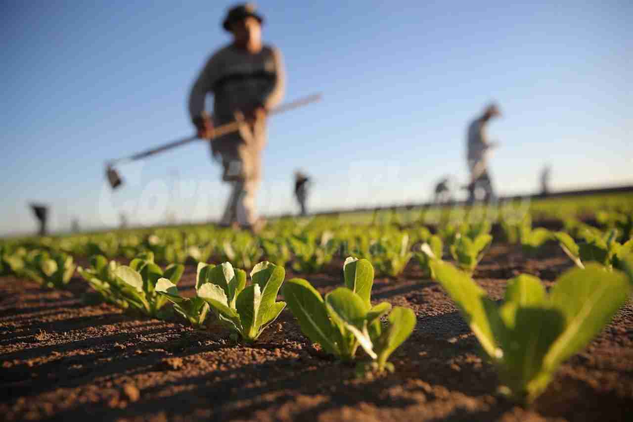 Ispica, costituita la consulta dell’Agricoltura. Si insedierà il 19 settembre