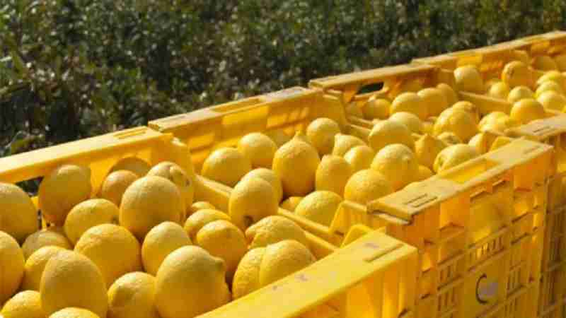 Rubavano limoni in Contrada Renna, arrestate tre persone in flagranza di reato