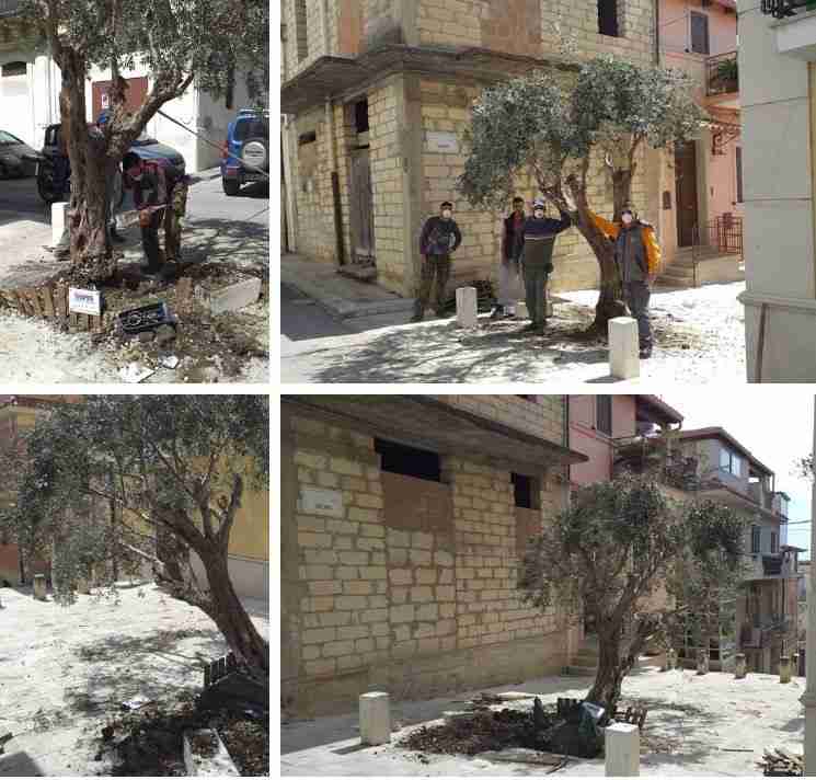 “Non riuscivamo più a vederlo così “, Città Verde sistema l’albero “storto” di via Paternò