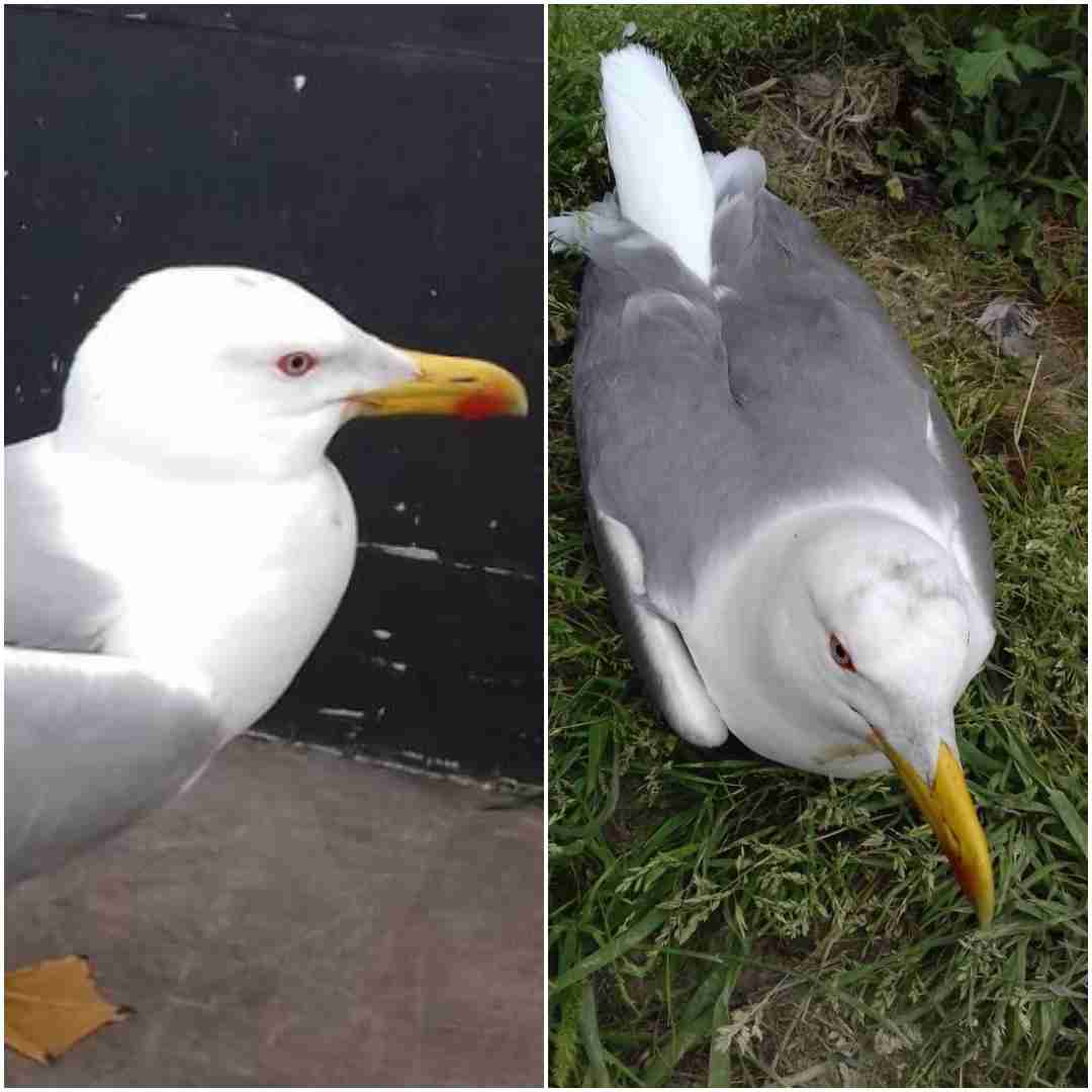 Un altro gabbiano trovato in fin di vita in Contrada Incallebba, è la quarta segnalazione