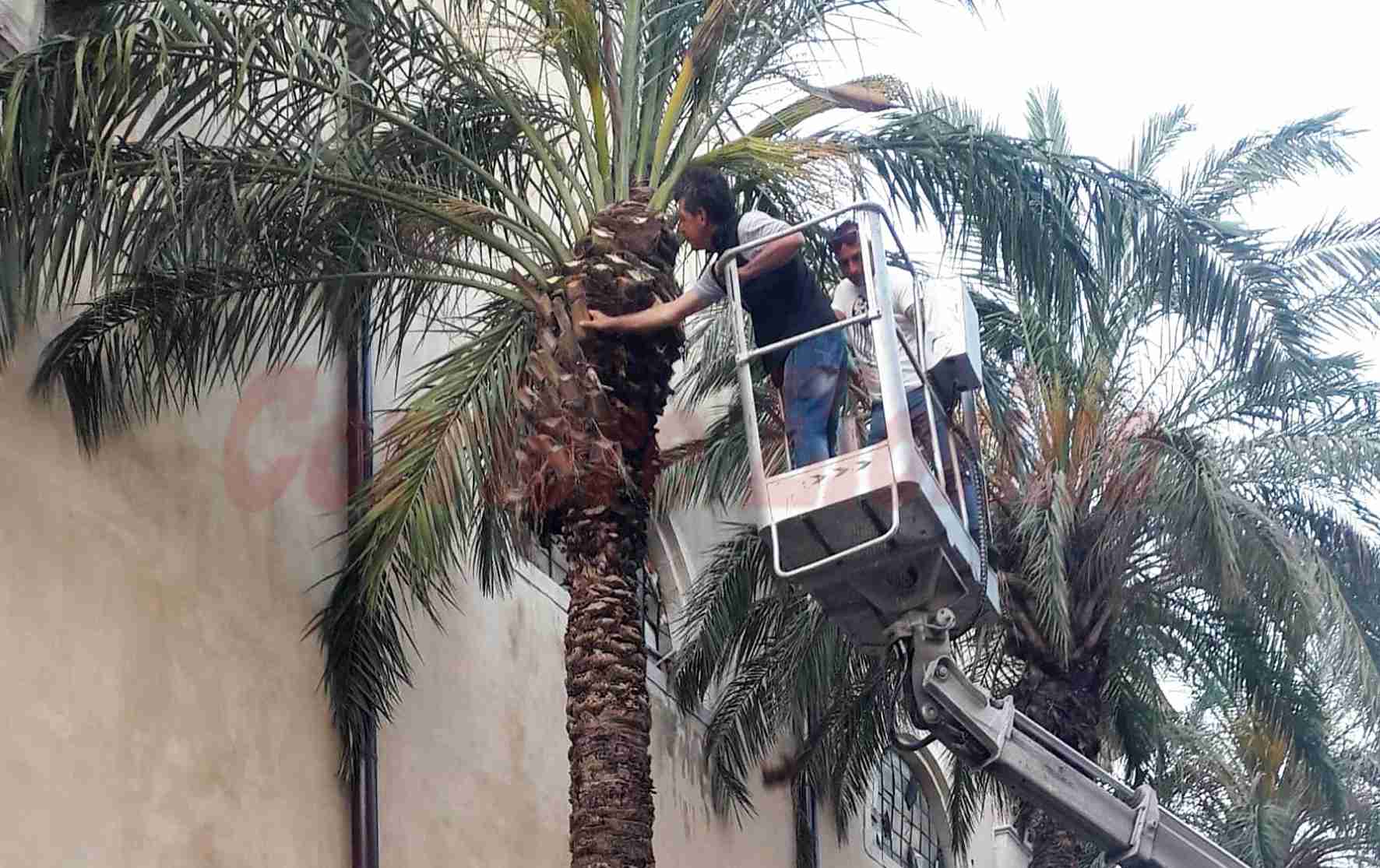 “Danneggiavano i vetri della Chiesa Madre”, tagliate le palme di via Calafarina