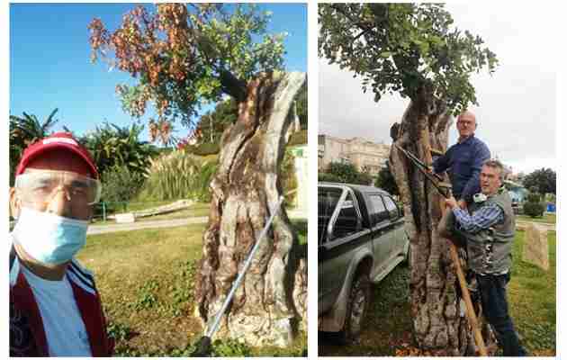 Volontari salvano dalla morte l’albero di carrubo centenario del Verde a Valle