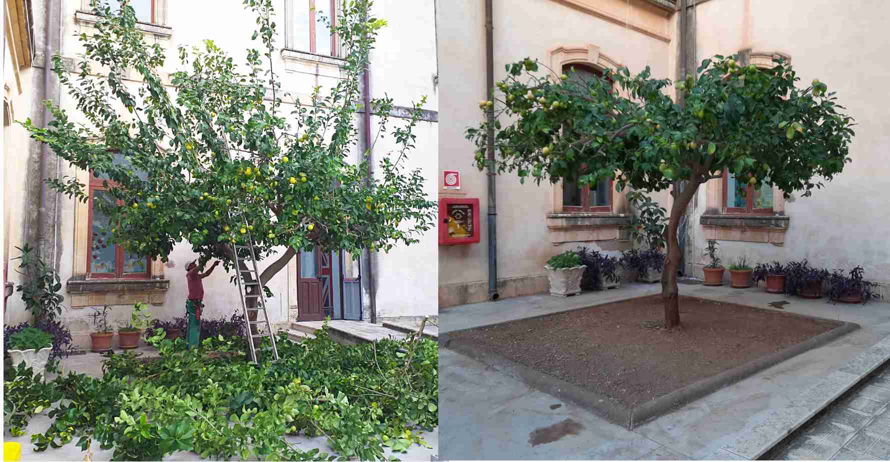 Pulisce senza autorizzazioni lo spazio verde del plesso Bellini: “L’ho fatto per i bambini”