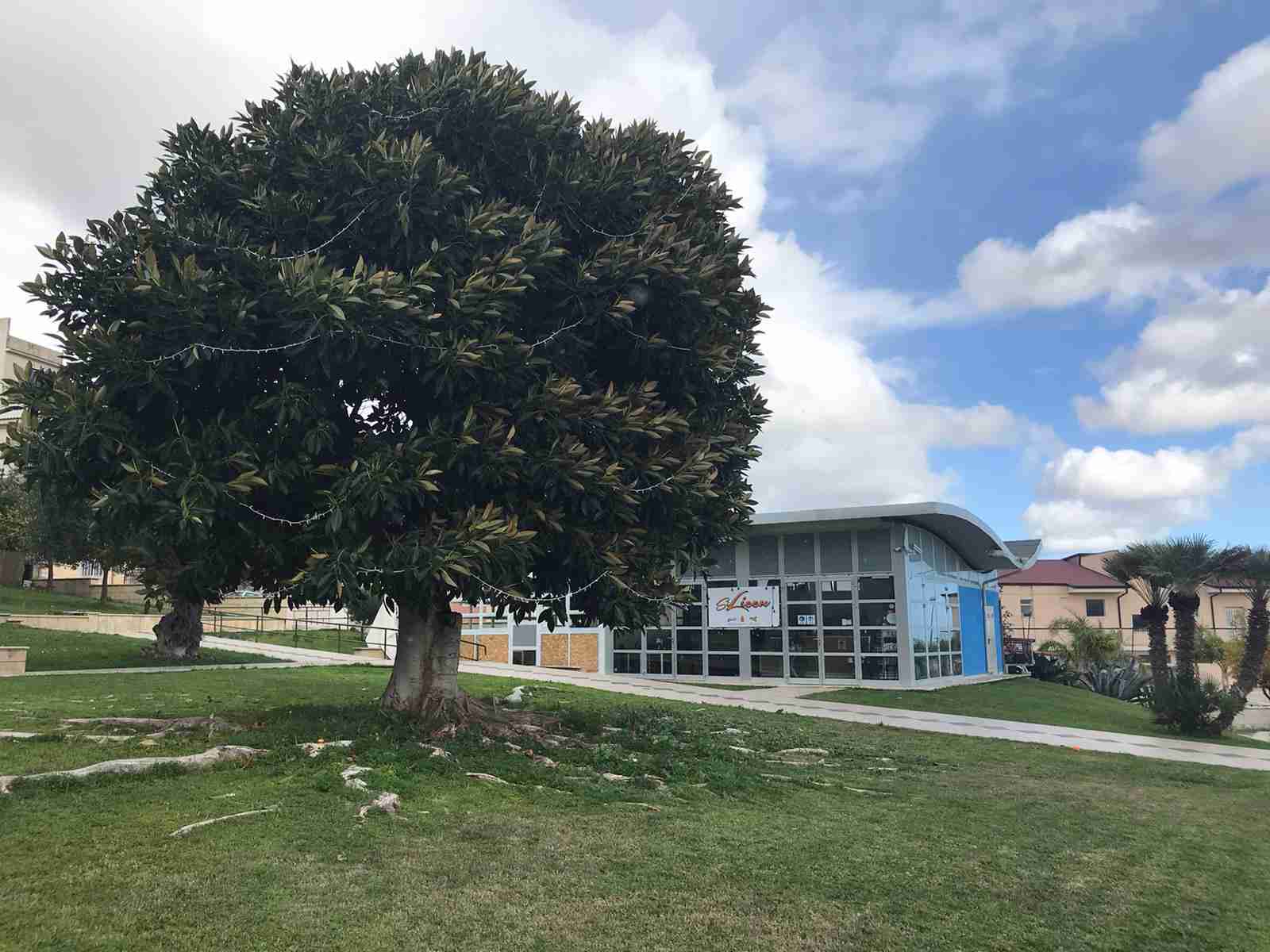 Il 12 dicembre si accende l’albero del Natale di “Si Liccu” al Verde a Valle