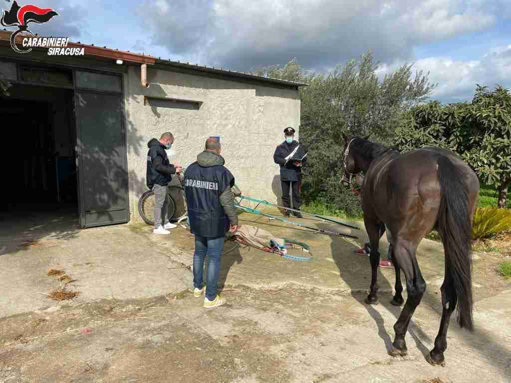 Pubblicano su Facebook il video di una corsa clandestina di cavalli: denunciati organizzatori e partecipanti