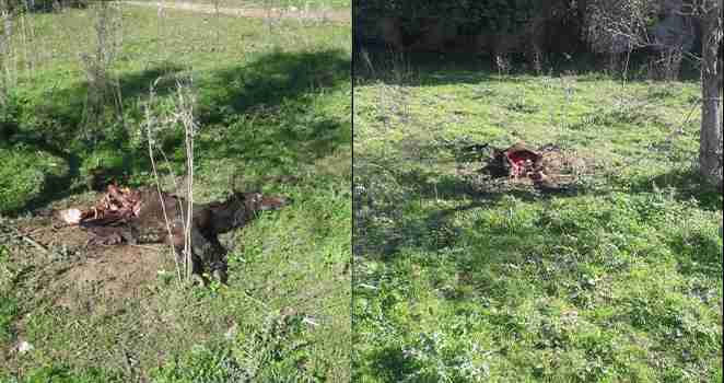 Trovata carcassa di cavallo in Contrada Timparossa