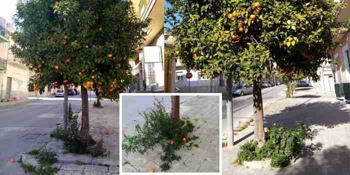 Potatura degli alberi in città, Sinistra Italiana: “Si intervenga subito”