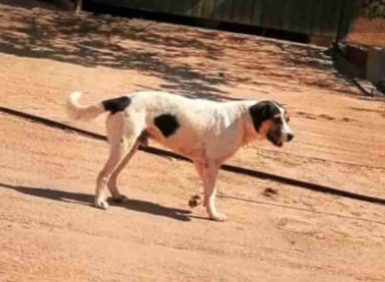 Cane “pericoloso” in contrada Timparossa, un residente: “Siamo privi di uscire di casa”