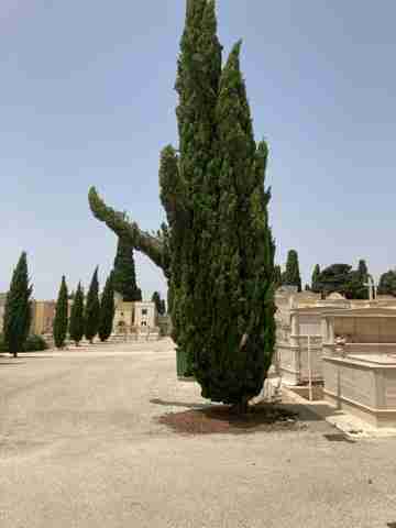 La segnalazione – Albero di pino pericoloso all’interno del cimitero comunale