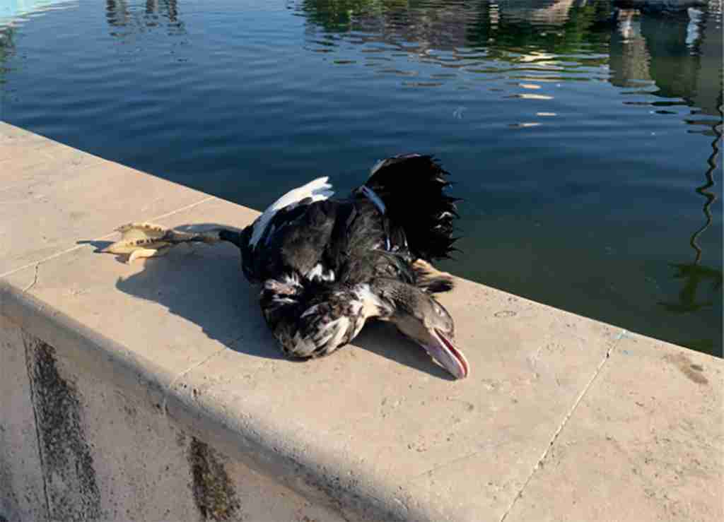 La segnalazione, papera morta in bella vista nella vasca del parco Giovanni Paolo II