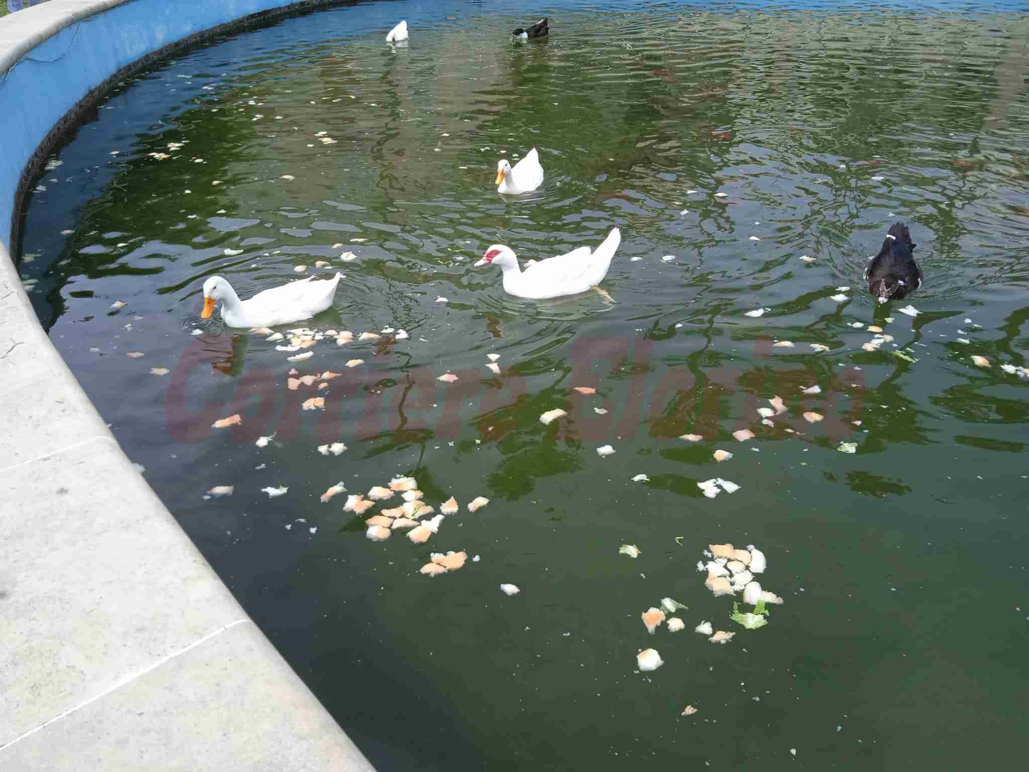 [La segnalazione] “Non diamo da mangiare pane bianco o patatine alle paperelle”