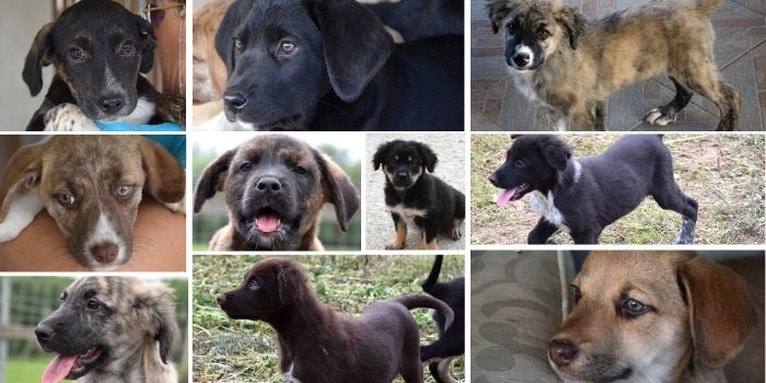 Dieci cuccioli da adottare dall’Ass. Cuore Randagio, erano stati abbandonati in una scatola di cartone