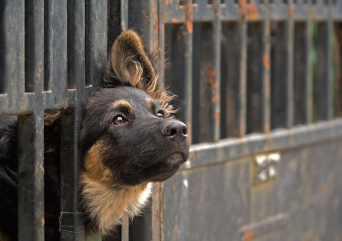 Cani randagi, proroga di sei mesi all’Associazione Ivoc di Sortino. Impegnati 39.900 euro