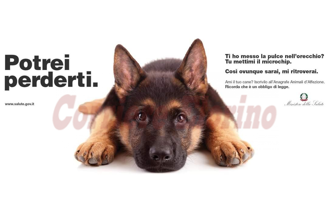 Giovedì 3 marzo microchippatura dei cani all’ex macello comunale