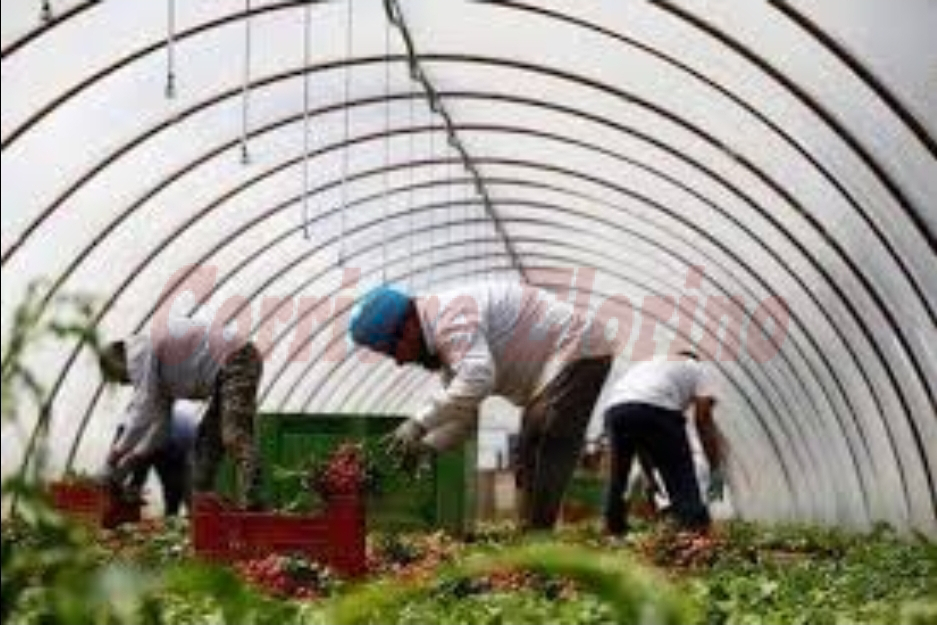 Lettera al sindaco di Pachino: “Vietare il lavoro in serra nelle ore più calde”