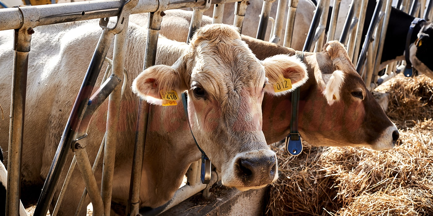 Carcasse animali, la giunta Spadola autorizza l’interramento per gli allevatori rosolinesi