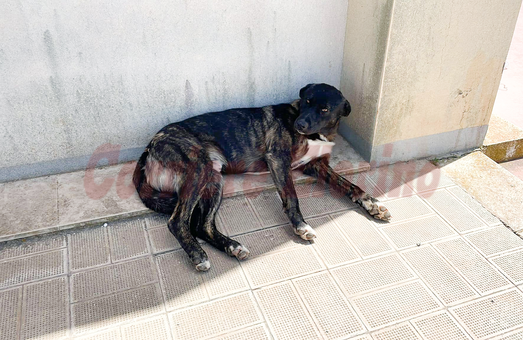 Mobilitazione per “Protezione”, il cane rimosso dalla Protezione Civile