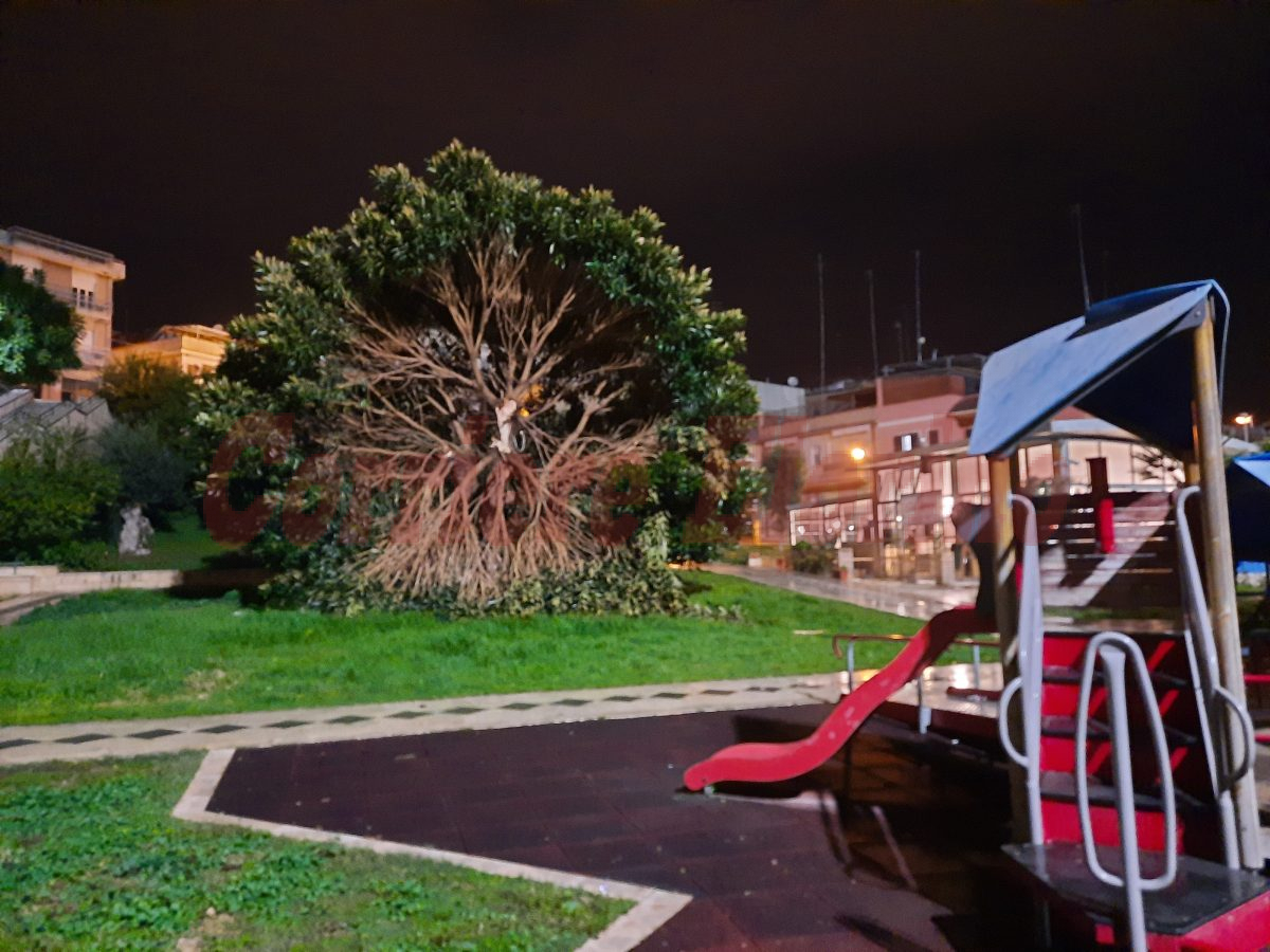 Si spezza ramo in un albero al parco vicino al parco giochi, un commerciante: “Ho segnalato il pericolo inutilmente”