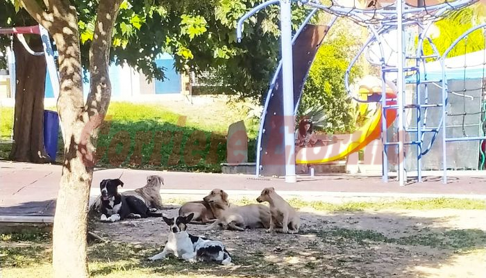 Lo dico al Corriere: “Cani randagi in giro per il centro storico e al Verde a Valle, il Comune intervenga”