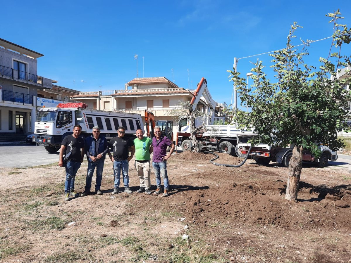 Piantumati un carrubo e due ulivi, ingresso di Corso Savoia sempre più “green” grazie ai privati