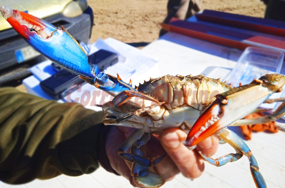 La minaccia del granchio blu anche nei fiumi di Sicilia: “Sta decimando le specie locali”