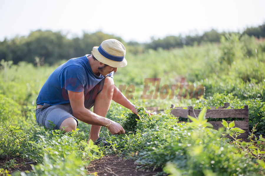 Bandi per oltre 267 milioni in agricoltura [di Salvatore Spadaro]