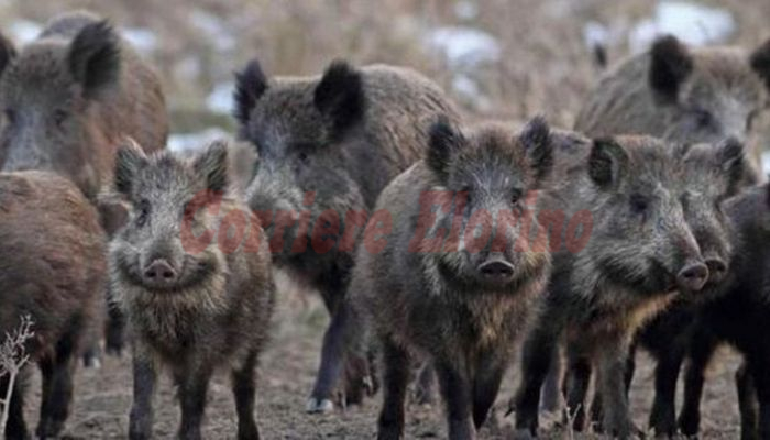 La riserva di Vendicari invasa dai cinghiali, la segnalazione di Aurelio Basilico: “Residenti terrorizzati”