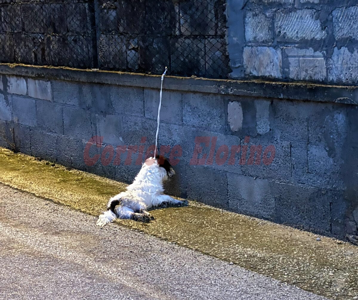 [La segnalazione] Cane trovato morto legato con una corda ad una recinzione in via Publio Virgilio